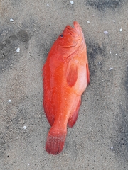 Cephalopholis sonnerati