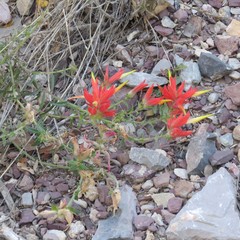 Castilleja tenuiflora
