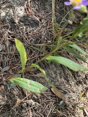 Eurybia surculosa