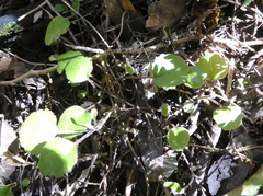 Brachyglottis sciadophila