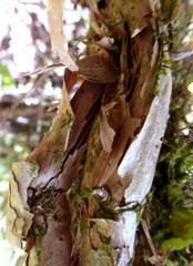 Brachyglottis sciadophila