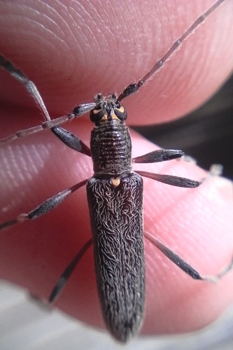 Photo of Lemon tree borer (Oemona hirta)