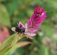 Tetragonilla collina