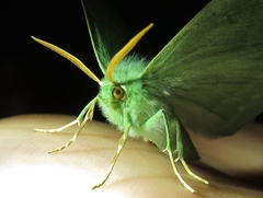 Geometra papilionaria