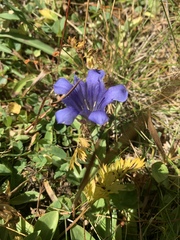 Gentiana newberryi newberryi