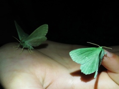 Geometra papilionaria