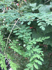 Mimosa malacophylla