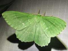 Geometra papilionaria