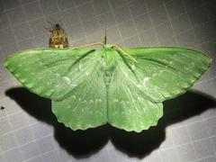 Geometra papilionaria