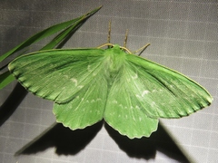 Geometra papilionaria