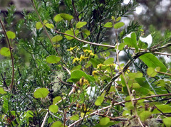 Brachyglottis sciadophila