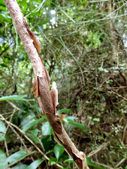 Brachyglottis sciadophila