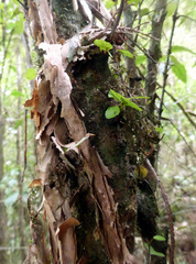 Brachyglottis sciadophila