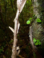 Brachyglottis sciadophila