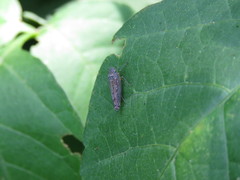 Graphocephala edwardsii