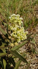 Asclepias mellodora