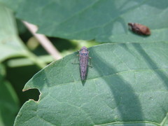 Graphocephala edwardsii
