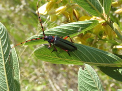 Stenaspis verticalis