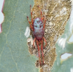 Rainbowia imperator