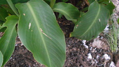 Canna indica