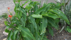 Canna indica