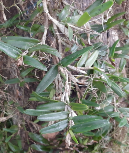 Epidendrum blancheanum