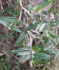 Epidendrum blancheanum
