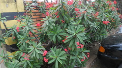 Euphorbia milii