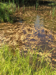 Potamogeton natans