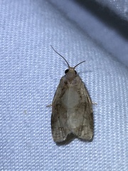 Archips grisea