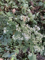 Ageratina altissima