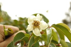 Calycolpus moritzianus