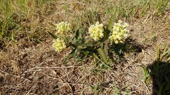 Asclepias mellodora