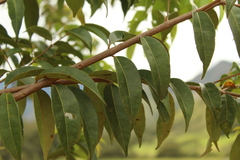 Calycolpus moritzianus