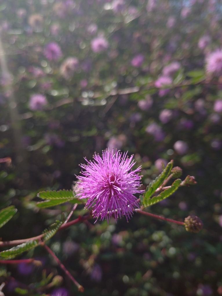 Mimosa uraguensis; photograph Andres Cavallo, CC BY, iNaturalist via GBIF