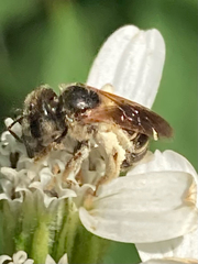 Halictus poeyi