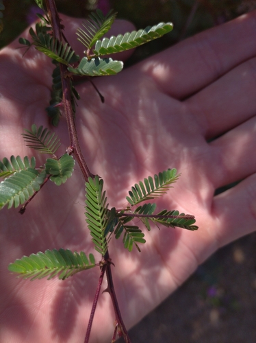 Mimosa uraguensis, photograph 1