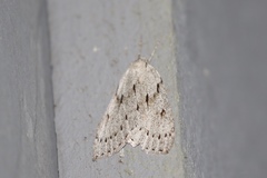 Philedia punctomacularia