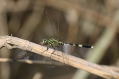 Orthetrum sabina