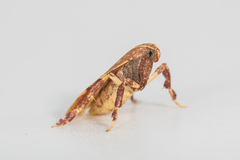 Parachma ochracealis