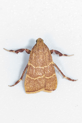 Parachma ochracealis