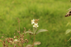 Chaetogastra ciliaris