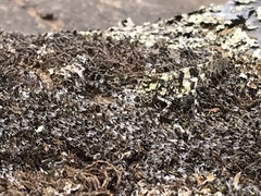 Trimerotropis saxatilis