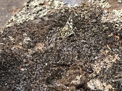 Trimerotropis saxatilis