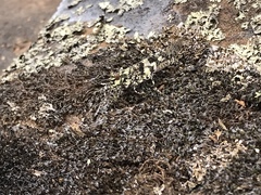 Trimerotropis saxatilis