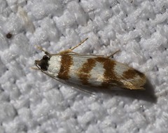 Eulechria thermochroa