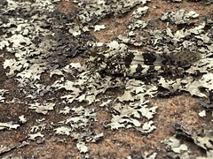 Trimerotropis saxatilis