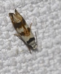 Plectophila pyrgodes