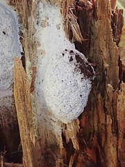 Fuligo septica candida