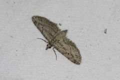 Eupithecia longidens